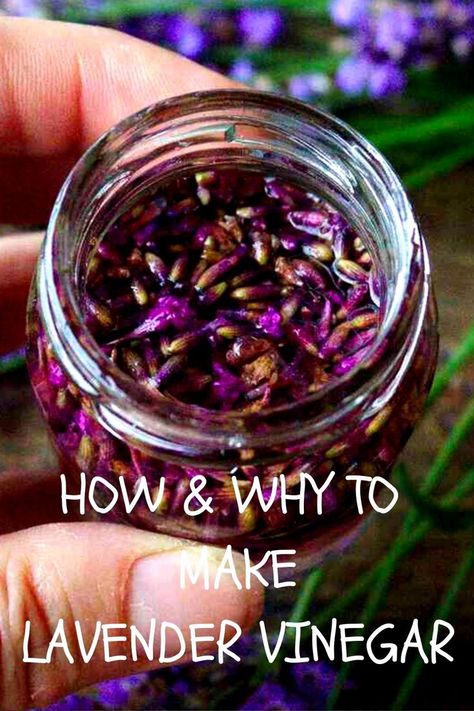 This easy-to-make lavender vinegar is a versatile herbal formula that supports healthy skin, softens your laundry, cleans your kitchen, or makes a great addition to your meals. Discover all of its uses and recipes. Medicinal Herbs Remedies, Herbal Vinegar, Infused Vinegars, Lavender Uses, Herbal Medicine Recipes, Lavender Recipes, Herbal Remedies Recipes, Holistic Recipes, Edible Wild Plants