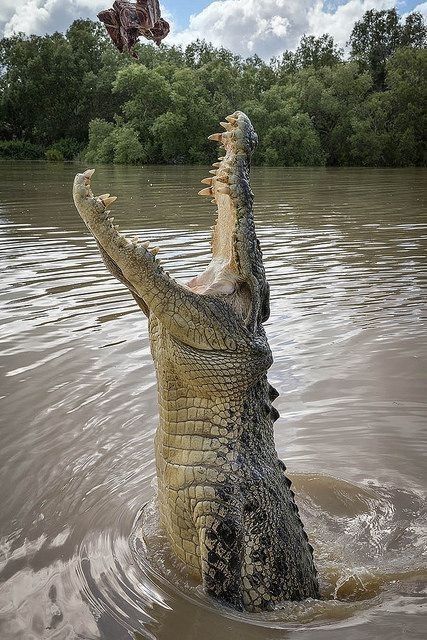 Crocodile Pictures, Crocodile Animal, Saltwater Crocodile, Animal Illustration Art, Cute Reptiles, Animal Study, Types Of Animals, Australian Animals, Crocodiles