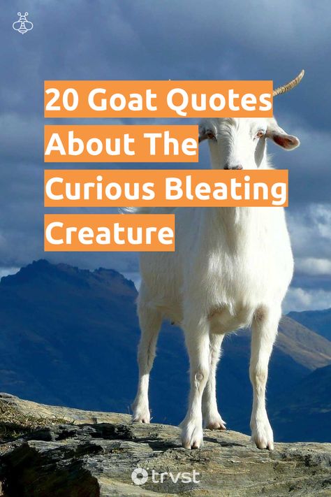 "20 Goat Quotes About The Curious Bleating Creature"- With their distinctive horns, beards, and various colors, goats grace in fields and even climb mountains. From their life on the farm to their role in our lexicon, from our table to ancient symbolisms, explore our collection of goat quotes that explore the... #trvst #quotes #biodiversity #love #mountains #animals #explore #life #animal #biology #natural #changetheworld #animallovers Goat Quotes Inspirational, Goat Captions For Instagram, Goat Quotes Cute, Funny Goat Quotes, Finny Quotes, Goat Quotes, Sheep Quote, Jump Quotes, Goat Quote