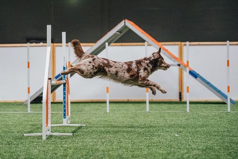 Australian Shepherd Agility, Dog Agility Aesthetic, Agility Aesthetic, Dog Trainer Aesthetic, Trainer Aesthetic, 2024 Manifesting, Dog Agility Course, Dogs Aesthetic, Dog Sports