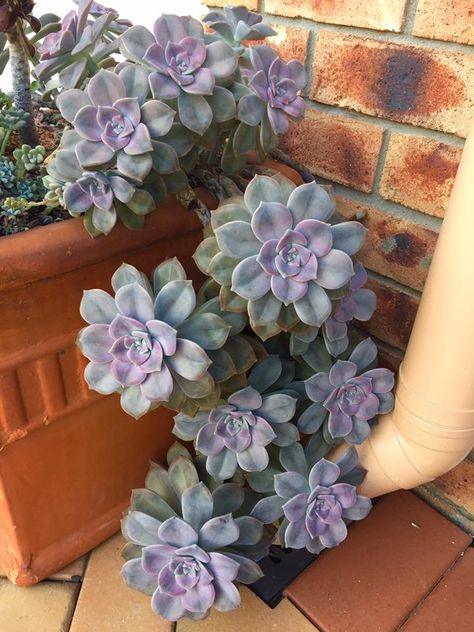 Replanting Succulents, Suculent Plants, Purple Succulents, Cactus Planta, Succulents Decor, Succulent Gardening, Succulents In Containers, Succulent Terrarium, Cactus Y Suculentas