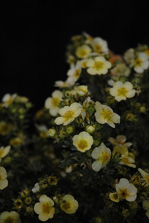 Primrose Beauty Potentilla (Potentilla fruticosa 'Primrose Beauty') at Weston Nurseries Primrose Aesthetic Flower, White Evening Primrose, Primroses Aesthetic, Potentilla Fruticosa, Camp Room, Evening Primrose Flower, Primrose Flower, Dundas Ontario, Evergreen Landscape