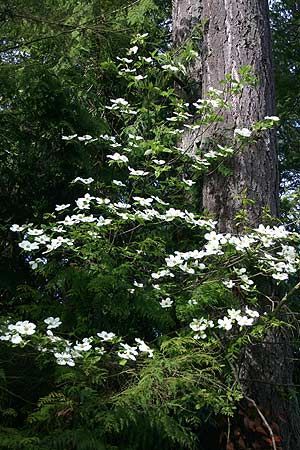 Oregon Wildflowers, Pacific Dogwood, Pnw Garden, Pacific Northwest Garden, Edge Of The Forest, Plant Combos, Northwest Garden, Flowering Dogwood, The Cascades