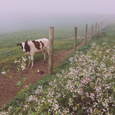 Pretty Cows, Theme Nature, Point Reyes, Arte Animal, Pretty Places, Country Life, Farm Life, Beautiful Creatures, Farm Animals