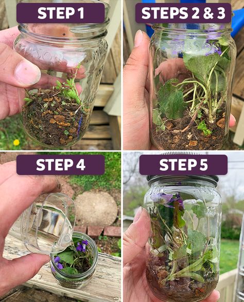 Diy Ecosystem In A Jar, Diy Ecosystem, Biosphere Project, Ecosystem In A Jar, Clear Glass Jars, Water Sources, Random Ideas, Little Critter, No Limit