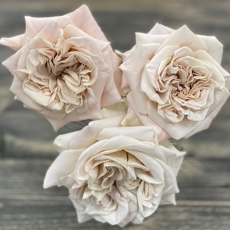 VipRoses on Instagram: “First Westminster Abbey roses of the season. Think she is one of a kind. #viproses #westminsterabbeyrose” Westminster Abbey Rose, Woodland Wedding Flowers, Pink Wedding Flowers, Cabbage Roses, Pretty Roses, Dahlia Flower, Westminster Abbey, Love Rose, Blush Roses