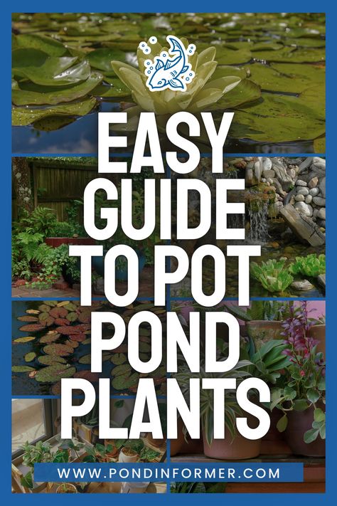 Transform your pond into a lush water garden with our step-by-step guide on potting pond plants. Discover how to choose the right plants, containers, and planting methods for a thriving pond. Follow our expert tips for a beautiful and balanced aquatic environment.  #PondPlants #WaterGarden #GardeningTips #AquaticPlants #PlantPot #PotPlants #PotPondPlants  #PondCare #GardenDIY #PlantingGuide #Pond #PondGarden #Pot #PondInformer Fish Pond Plants, Container Fish Pond, Pot Pond, Water Plants For Ponds, Container Pond, Indoor Pond, Beautiful Pond, Aquatic Environment, Container Water Gardens