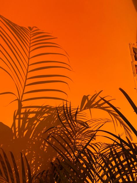 Sunset Color Aesthetic, Deep Orange Aesthetic, Tropical Orange Aesthetic, Aestethic Sunset, Sunset Orange Aesthetic, Sun Moodboard, Golden Sunset Aesthetic, Golden Hour Plant Aesthetic, Tropical Sunset Aesthetic