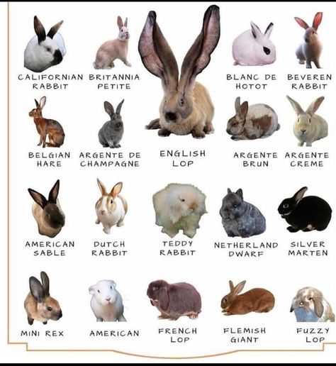 Rabbit Breeds, Rabbits, Animals, Instagram, Art