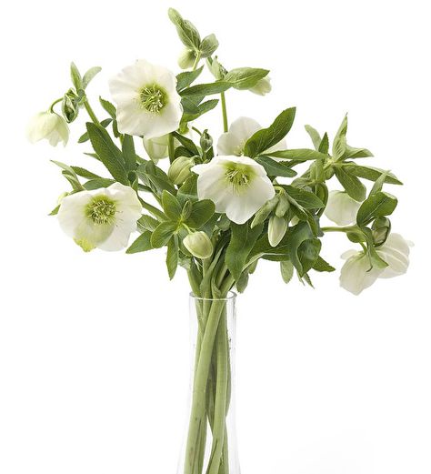 Buy Helleborus orientalis 'Queens White'. A fresh green-white, ideal for the vase and garden. Buy today. Raven Plant, Calla Lillies Wedding, Autumn Planting, Helleborus Orientalis, Flower Library, Sarah Raven, Accent Flowers, Flower Elements, The Most Beautiful Flowers