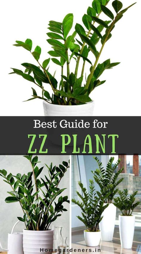 Start growing ZZ-plant in pots or outdoors that purifies air near your home and garden. Zanzibar Plant, Zz Plant Care, Zanzibar Gem, Potato Plant, Zz Plants, Plants Grown In Water, Tall Plant, Plant Outdoor, Plant Care Houseplant