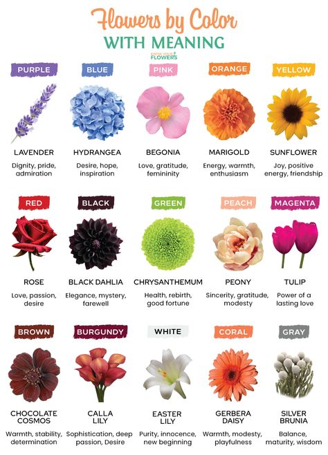 Flower And Its Meaning, White Flowers Meaning, Flower Colour Meaning, Type Of Flowers For Bouquet, Black Flowers Meaning, Flower Color Meanings Chart, Flower Bouquet Meaning, Yellow Flowers Meaning, Name Of Flowers List