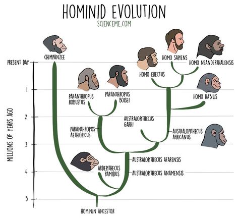 Hominid Timeline (Human Evolution) Evolution Activities, Forensic Anthropology, Genetic Variation, History Notes, Creative Architecture, Early Humans, Human Evolution, Diagram Design, Cv Design