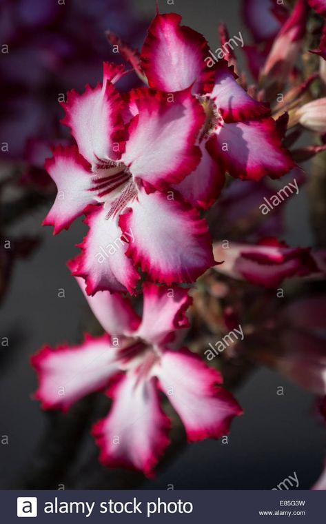 Impala lily flowering Stock Photo Impala Lily, Lily Painting, Lily Flower, Coloring Pictures, High Resolution, Stock Images, Lily, Resolution, Stock Photos