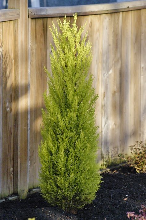 This dwarf evergreen has a tight, columnar, shrub-like habit with exceptional, golden yellow, fragrant foliage. An easy-to-grow hedge that is slow growing; reaches 6 to 8 ft. tall, 1 to 2 ft. wide in 10 years. Full sun to part shade. Evergold Sedge, Tall Slender Shrubs, Golden Mop Cypress, Tall Narrow Privacy Hedge, Slender Hinoki Cypress, Monterey Cypress, Privacy Hedge, Garden Hedges, Monterey