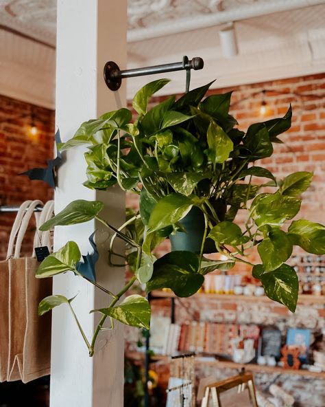 🌿 Plant lovers, we’ve got you covered! Our plant section is stocked with some of the best indoor greenery around 😍 Whether you’re looking for a low-maintenance option like a ZZ plant or a trailing beauty like a pothos, we have the perfect addition for your home. Plus, our expert tips will help you keep them thriving! Friendly reminder: We’ll be closed tomorrow (Sunday), so swing by today to grab your plant babies! 🌱 #IndoorPlants #HousePlantLovers #PlantParenthood #GreenThumb #ZZPlant #P... Shop Sketch, Indoor Greenery, Zz Plant, Friendly Reminder, Plant Lover, Green Thumb, Low Maintenance, Indoor Plants, House Plants