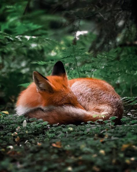 Dogs Aesthetic, Friendly Fox, Fox Pictures, Foxes Photography, Splash Color, Pet Fox, Forest Creatures, Cute Fox, 판타지 아트