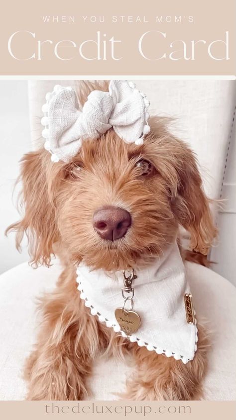 thedeluxepup on Instagram: Sneaky girl 🙄🤍 • • • • #doodletales #goldendoodle_daily #doodledoodledoooo #thedeluxepup #doodlesoftheworld #doodleofinsta… Goldendoodle Clothes For Dog, Golden Doodle Puppy Photoshoot, Goldendoodle Puppy Photoshoot, Goldendoodle Picture Ideas, Pet Bakery, Goldendoodle With Bow, Puppy Clothes Girl, Dog Lifestyle, Mini Goldendoodle Puppies