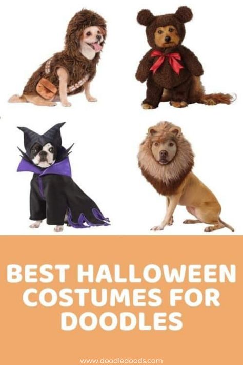 BEST HALLOWEEN COSTUMES FOR GOLDENDOODLES AND DOODLES 2021 Doodle Costume Ideas, Doodle Halloween Costume Dog, Labradoodle Halloween Costumes, Bernedoodle Halloween Costumes, Golden Doodle Halloween Costume, Doodle Costumes, Goldendoodle Halloween Costume, Doodle Halloween Costume, Doodle Tips