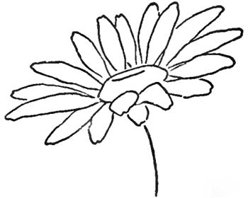 Step 08 daisies Drawing the Daisy : How to Draw Daisies with Easy Step by Step Lessons How To Draw Daisies, Daisies Drawing, Draw A Daisy, Daisy Drawing, Plants Drawings, How To Draw Steps, Flower Drawing Tutorials, Daisy Painting, Flower Drawings