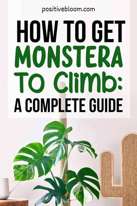 Monstera On Wall, Montesara Plant Care, Support For Monstera Plant, How To Repot Monstera Deliciosa, Monstera Deliciosa Support, Monstera Climbing Frame, Monstera Plant Care Tips, Monstera Growing Tips, Monstera Planter Ideas