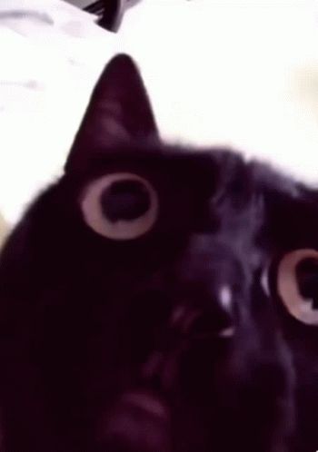 Black Cat Gif, Angry Black Cat, Dont Talk To Me Im Angry Cat, Angry Cat Gif, Angry Meme, Cat Throwing Up, Crazy Cat Gif, Yippie Yippie Cat Gif, Cat Angry Video