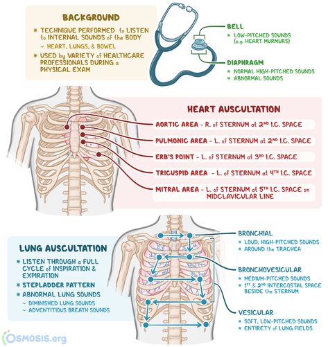 Nursing Fundamentals Notes, Npte Study Tips, Lung Sounds Nursing, Fundamentals Of Nursing Study Guide, Fundamentals Of Nursing Notes, Nurse Assessment, Nursing Basics, Nursing Images, Nclex Notes