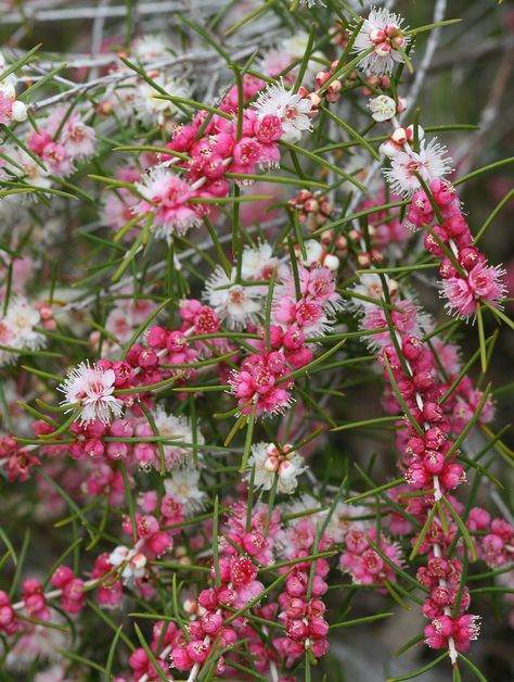 Australian Gardens, Flowers Australia, Australian Trees, Native Gardens, Australian Natives, Australian Native Garden, Australian Wildflowers, Australian Flowers, Australian Native Flowers