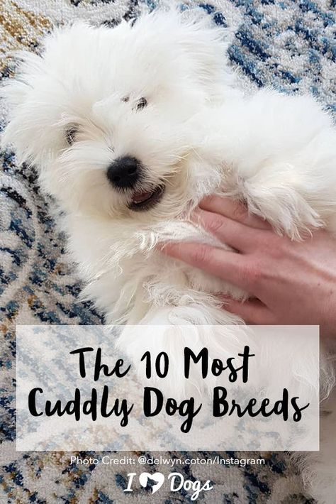 These breeds are the cuddle kings and queens! Cuddly Dog Breeds, Most Cuddly Dog Breeds, This Sound Will Make Your Dog Cuddle You, If Dog Breeds Were People, Friendliest Dog Breeds, Dog Cuddles, Dog Fails, Dog Health Tips, Dog Training Advice