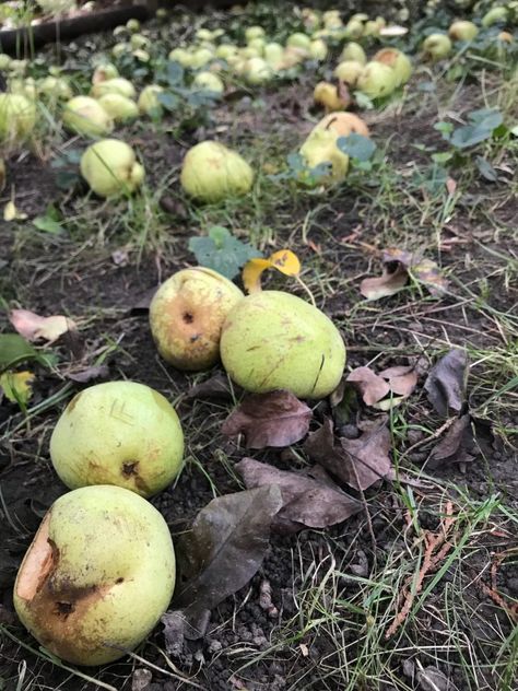 What To Do With Extra Pears, Pear Preserving, Unripe Pear Recipes, Preserve Pears, Freeze Pears, Ways To Use Pears, How To Preserve Pears, Easy Ways To Preserve Pears, How To Use Up Pears