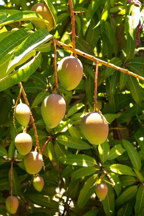 Mango Tree Aesthetic, Mango Aesthetic, Mango Types, Cornwall Summer, Mango Plant, Mango Varieties, Mango Leaves, Indian Mango, Mango Trees