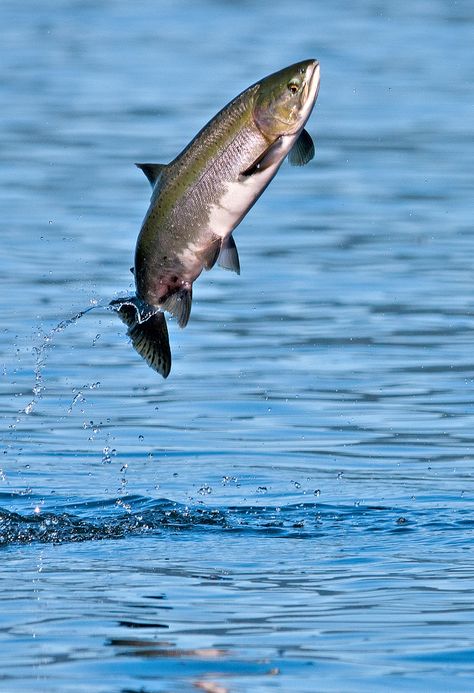 Salmon Fish In Water, Salmon Images, Trout Jumping Out Of Water, Salmon Painting, Fish Jumping Out Of Water, Jumping Fish, Lake Fish, Monster Fish, Fish Out Of Water