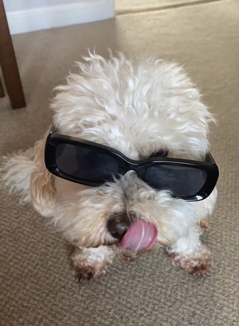 Dog Swag, Cute Dog With Glasses, Dog With Glasses Pfp, Dog With Glasses Funny, Dog With Sunglasses, Dogs With Sunglasses Aesthetic, Dog With Glasses, Puppy Mom, Funny Glasses