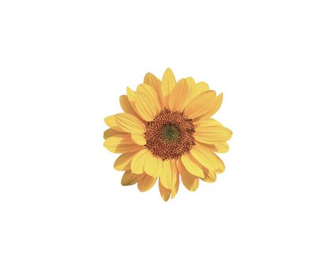 Free Use, Yellow Flower, White Background, Sunflower, Yellow, White