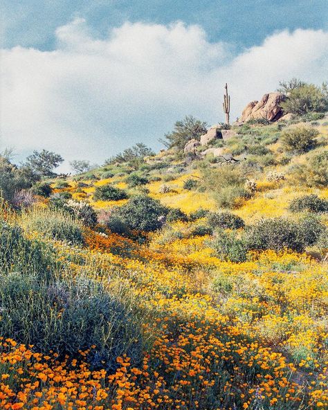 Kevin Russ (@kevinruss) • Instagram photos and videos Western Room Decor, Spring Desert, Desert Scenes, Wildflower Photography, Western Room, Southwest Landscape, Orange Poppies, Wildflowers Photography, Poppy Wall Art