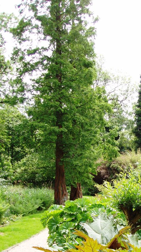 Plant Spotlight - Dawn redwood - Winterbourne House and Garden Dawn Redwood Tree, Dawn Redwood, Living Fossil, Redwood Trees, Birch Forest, Redwood Tree, Tree Nursery, House And Garden, River Bank