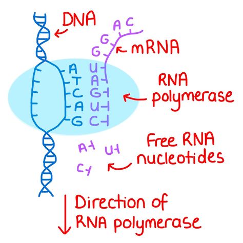 Dna Transcription Notes, Dna Aesthetic Biology, Mrna Transcription, Transcription Biology, Transcription Notes, Bioinformatics Aesthetics, Alevel Biology, Zoology Notes, Dna Transcription