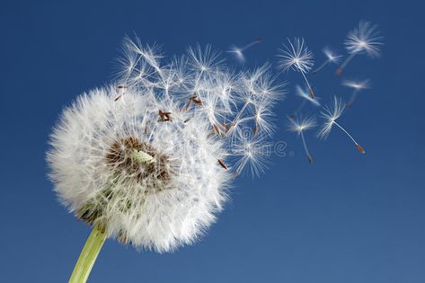 Dandelion clock dispersing seed. Dandelion with seeds blowing away in the wind a , #Affiliate, #seed, #seeds, #dispersing, #Dandelion, #clock #ad Dandelion Reference, Peace Pictures, Blowing Dandelion, Garden Mural, Dandelion Clock, Words With Friends, Dandelion Seed, Easter Weekend, Mural Ideas