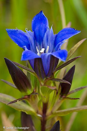 Prairie Gentian Flower and Buds Prairie Gentian, Gentian Flower, German Flower, Rock Flowers, Blue Plants, Alpine Plants, 강아지 그림, Pansies Flowers, Blue Garden