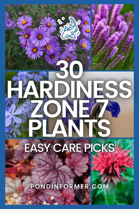 Create a lush, vibrant landscape with our selection of 30 easy-care plants for hardiness zone 7! From the fragrant blossoms of aromatic aster to the cheerful blooms of orange coneflower, these plants provide effortless charm and color.  #Zone7Gardening #EasyCarePlants #HardyPlants #EasyCare #Garden #Gardening #HardinessZone7 #GardeningTips #PlantFavorites #Zone7Flora #Zone7 #GardenDesign #GardeningGuide #PlantGuide #LowMaintenanceGarden #EasyCareGarden #PondInformer Zone 7b Plants, Plants For Zone 7 Landscapes, Zone 7 Perennials Garden Ideas, Zone 7 Landscaping Front Yards, Zone 7 Landscaping, Low Light Plants Outdoor, Zone 7 Plants, Aromatic Aster, Orange Coneflower