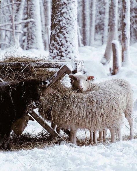 Reindeer Farm, Snow In Summer, Irish Roots, Sheep Farm, Sheep And Lamb, Winter's Tale, Winter Love, Christmas Wonderland, The Shepherd