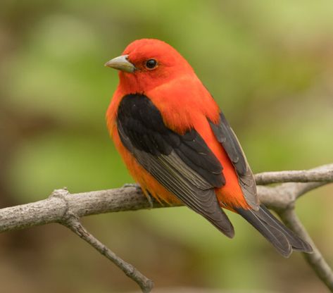 Scarlet Tanager Burlington, Ontario, CA Bird Sketches, Right Place Right Time, Scarlet Tanager, Bird Images, Burlington Ontario, Bird Sketch, Presque Isle, Orange Bird, Watercolor Projects