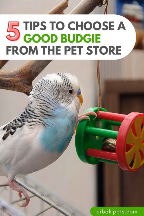 Are you ready to bring home a feathered friend but unsure where to start? Look no further than Bird Nuggets' insightful guide on selecting a healthy budgie from the pet store. With these 5 essential tips, you'll be well on your way to finding the perfect avian companion. 1. Observe Behavior and Appearance When browsing budgies at the pet store, pay close attention to their behavior and appearance. Look for birds that are active, alert, and engaged with their surroundings... Budgie Cage Ideas, Parakeet Cage Ideas, Budgie Behavior, Budgie Cage Setup, Budgie Care, Pet Parakeet, Budgie Food List, Budgie Care Tips, Pet Budgie