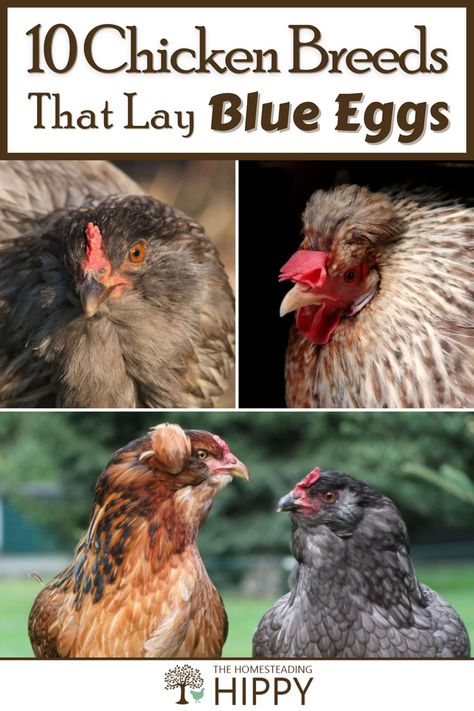 Chickens don’t just lay white or brown eggs. Some breeds lay marvelous blue eggs! You can learn more about these breeds right here. #chickens #homesteading Colored Egg Layers Chicken Breeds, Chickens That Lay Blue Eggs, Blue Egg Laying Chickens, Chicken Breeds And Egg Color, Chicken Egg Colors And Breeds, Leghorn Chicken Eggs, Cinnamon Queen Chicken, White Chicken Breeds, Chickens Backyard Breeds