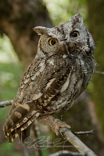 Owls Funny, Owl Study, Senior Year Art, Owl Aesthetic, Western Screech Owl, Owl Cute, Owl Species, Animal Yoga, Owl Face