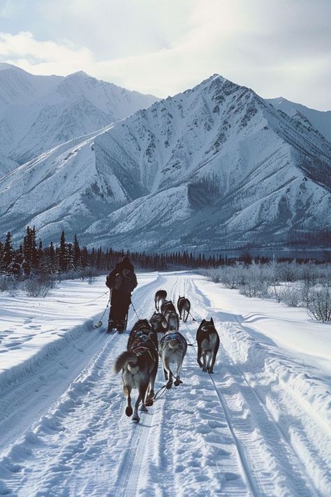 Embark on a Dog Sledding Adventure in Alaska 🐕✨ Experience the thrill of dog sledding through Alaska's snowy landscapes. Enjoy the beauty of the Alaskan wilderness and feel the excitement of mushing your own team of sled dogs. 🌿❄️ #DogSledding #AlaskaAdventure #AdventureTravel Alaska Dog Sledding, Dogs In Winter, Alaska In Winter, Alaska Aesthetic, Dog Mushing, Alaska Dog, Huskies Sled, Winter Moodboard, Alaskan Wilderness