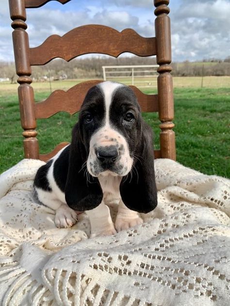 Basset Hound Puppy Aesthetic, Bassethound Puppy, Basset Hound Puppy, Hound Puppies, Basset Hound Dog, Basset Hounds, Very Cute Dogs, Pretty Animals, Cute Animal Photos