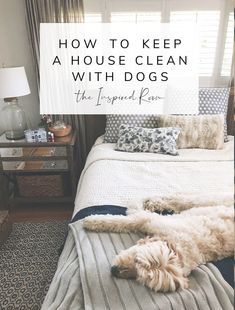 Blogger Home Projects We Love Dogs Ideas, Ideas For House, Homemade Toilet Cleaner, Living With Dogs, Cleaning Painted Walls, Dogs Stuff, Glass Cooktop, Deep Cleaning Tips, Dog Cleaning