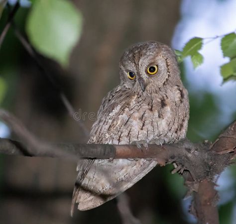 Eurasian scops owl, Otus scops. A bird sits on a branch and looks down stock photography Scops Owl, Owl On A Branch, Common Birds, Vector Poster, Owls, Stock Photography, Photo Image, Greece, Forest