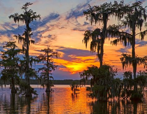 New Orleans Bayou, Louisiana Culture, Louisiana Swamp, Louisiana Bayou, Southern Art, Louisiana Art, Bad Art, Rural Scenes, Lake Art